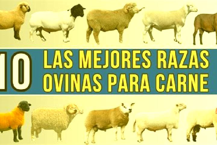 Victoria, 31 — Escort in Las Ovejas, Argentina