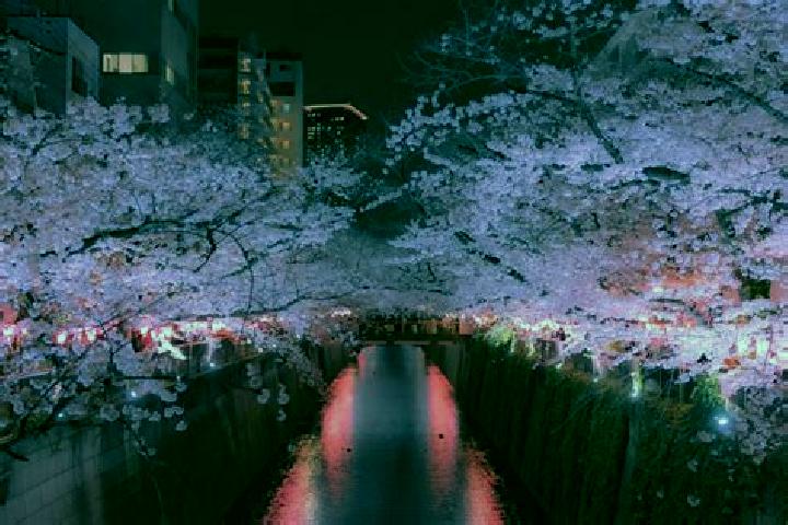 Victoria, 35 — Escort in Meguro, Japan