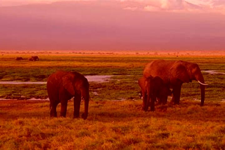 Victoria, 36 — Escort in Upper Gilgil, Kenya