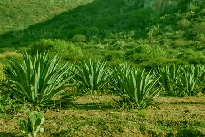 Victoria, 37 — Escort in El Maguey, Mexico