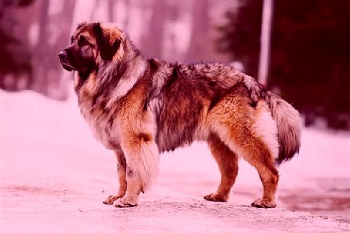 Violet, 21, a black brown-eyed caucasian companion based in Duszniki. Offering Massage, Roleplay, Striptease. Available for incall and outcall, day and eveni...