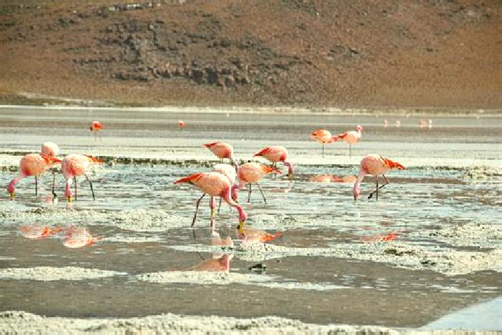 Violet, 23 — Escort in Laguna Colorada, Mexico