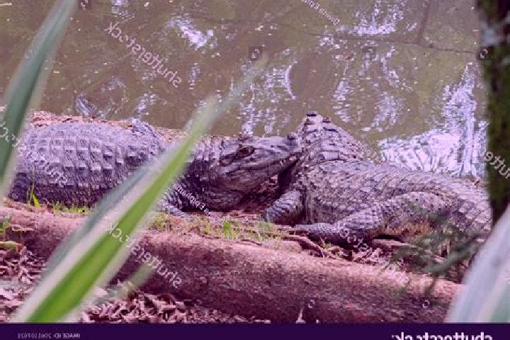 Violet, 26, a red blue-eyed caribbean companion based in Alligator Pond. Offering Dinner Date, Erotic Massage, Striptease, 69. Available for incall and outca...