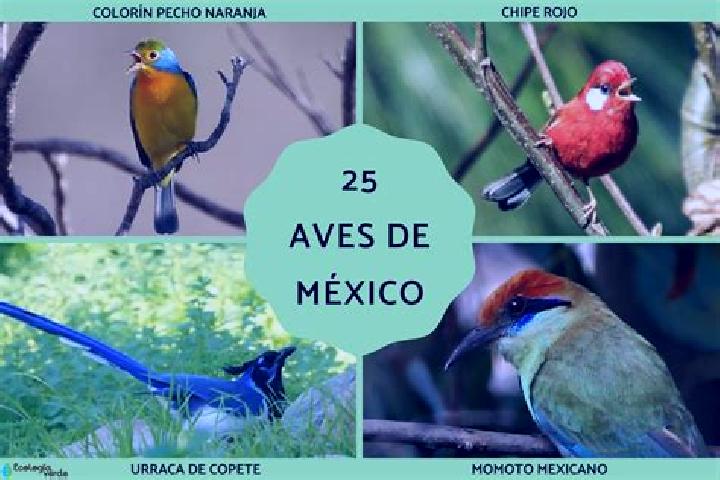 Violet, 27 — Escort in Jicacal, Mexico