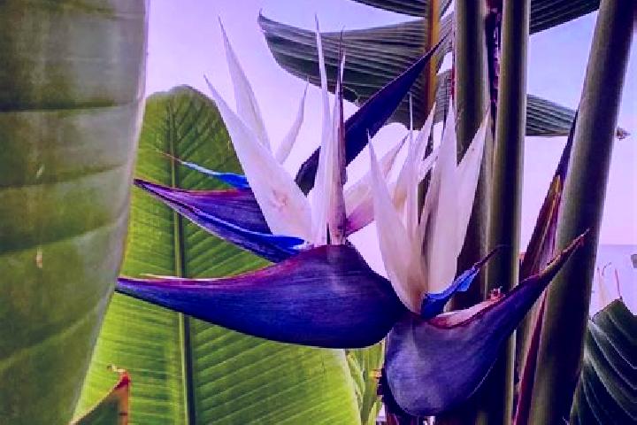 Violet, 27 — Escort in Strelitsa, Russia