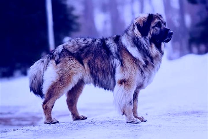 Violet, 29, a black grey-eyed caucasian companion based in Figueras. Offering A-Level, CIM, Duos. Available for incall and outcall, day and evening dates.