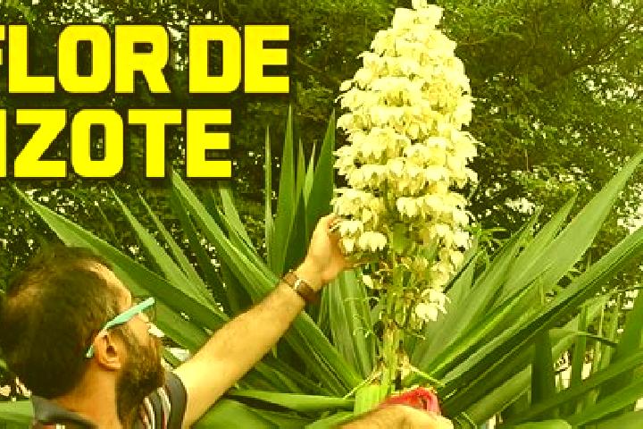Violet, 29 — Escort in Loma del Izote (Mata Planta), Mexico