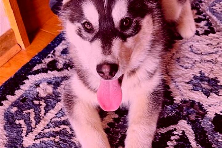 Violet, 30, a black brown-eyed mixed companion based in Deer Lodge. Offering Tantra, Couples, OWO, Deep French Kissing. Available for incall and outcall, ove...