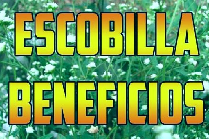 Violet, 30 — Escort in El Escobillo, Mexico
