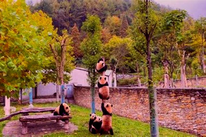 Violet, 30 — Escort in Wolong, China