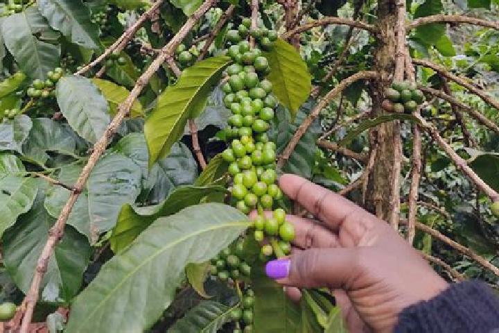 Violet, 32 — Escort in Rodi, Kenya