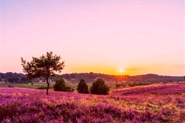 Violet, 32 — Escort in Woenselse Heide, Netherlands