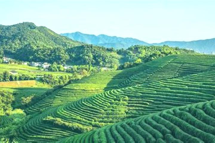 Violet, 33 — Escort in Longjing, China