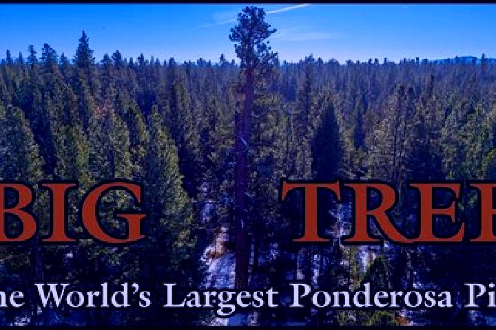 Violet, 33 — Escort in Ponderosa Pine, United States