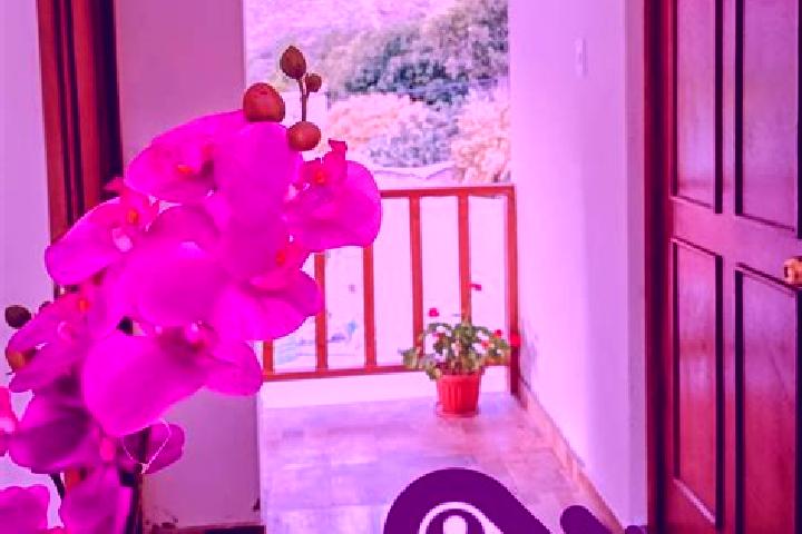 Violet, 35 — Escort in Charcana, Peru