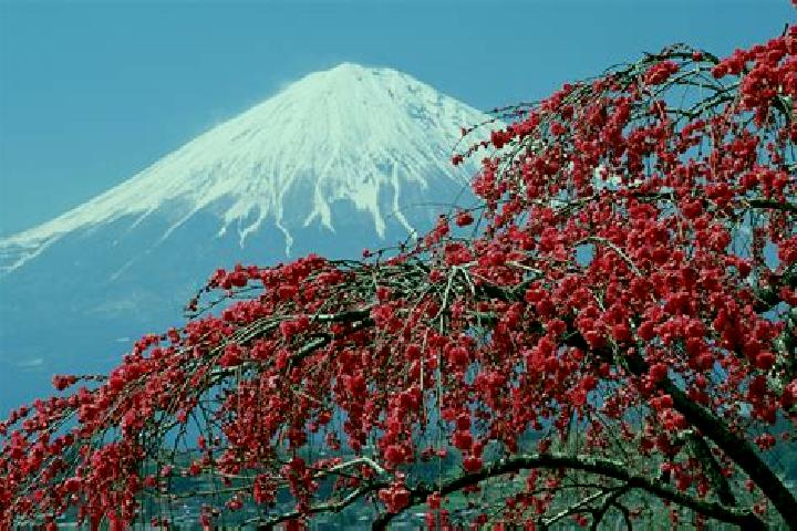 Violet, 39 — Escort in Fukumitsu, Japan