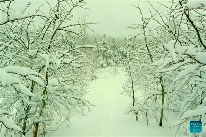 Violet, 39 — Escort in Snow, Belarus