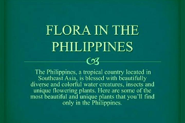 Willow, 20 — Escort in Flora, Philippines