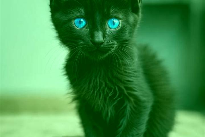 Willow, 26, a black blue-eyed mediterranean companion based in Alto del Moralito. Offering Domination, Duos, GFE. Available for incall and outcall, day and e...