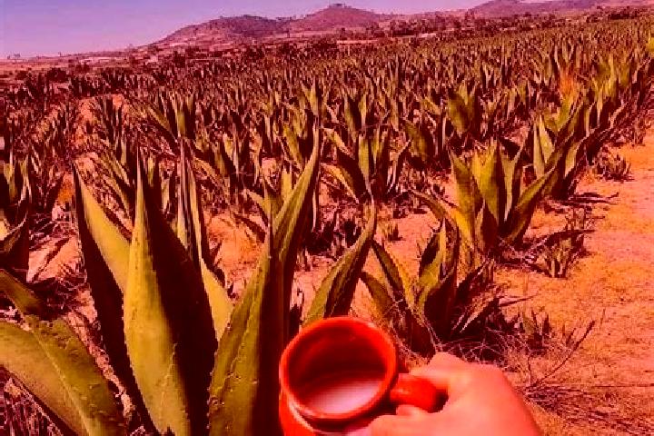 Willow, 26 — Escort in San Agustin del Pulque, Mexico