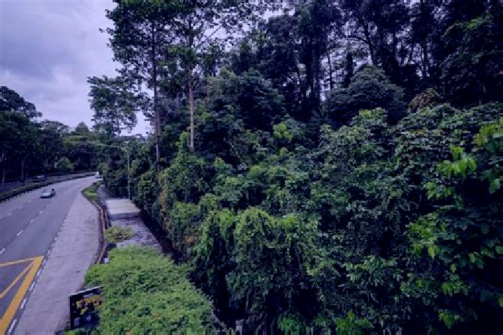 Willow, 26 — Escort in Tyersall Park, Singapore