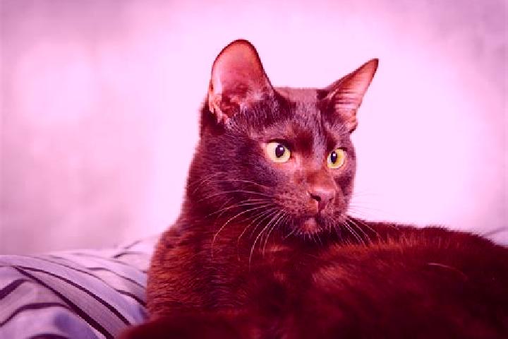 Willow, 27, a black brown-eyed caribbean companion based in Tumalaytay. Offering Domination, A-Level, Couples, Fetish. Available for incall and outcall, day ...