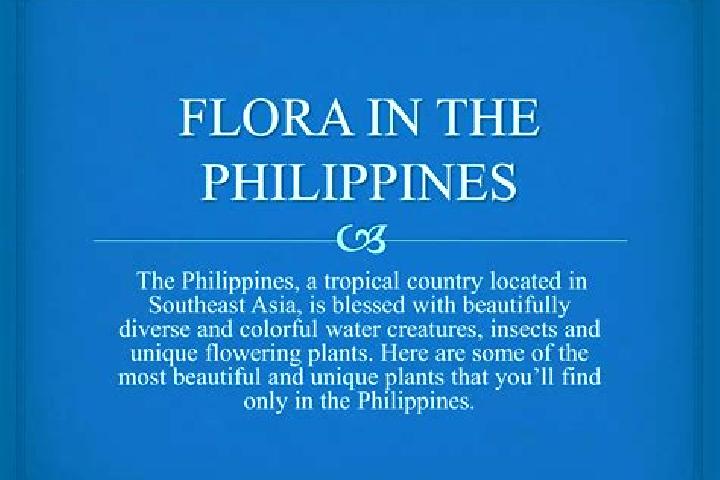 Willow, 27 — Escort in Camp Flora, Philippines