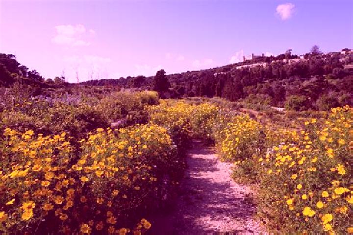 Willow, 27 — Escort in Haz-Zebbug, Malta