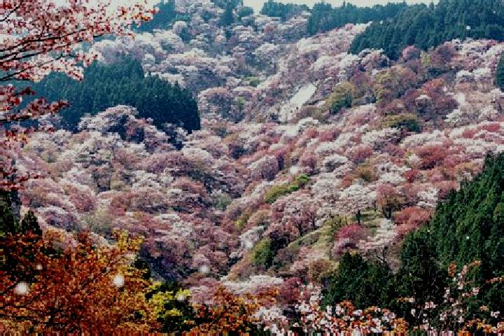 Willow, 29 — Escort in Tatsuno-kita, Japan