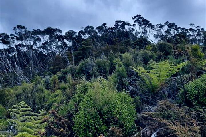 Willow, 34 — Escort in Halfway Bush, New Zealand