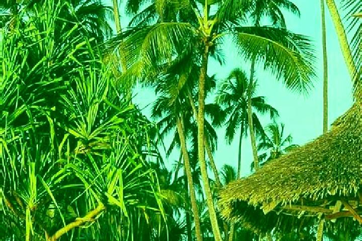 Willow, 34 — Escort in Mazinde, Tanzania