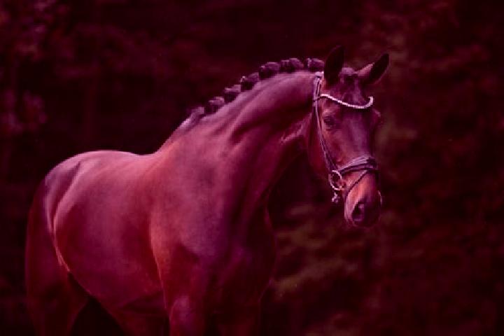 Willow, 35, a chestnut dark-eyed european companion based in Ohlenhard. Offering Domination, Striptease, Couples. Available for incall and outcall, day and e...