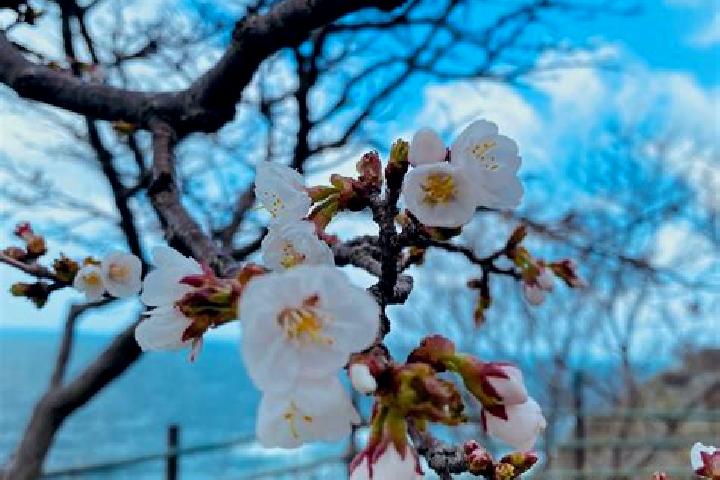 Willow, 35 — Escort in Kamoenai, Japan