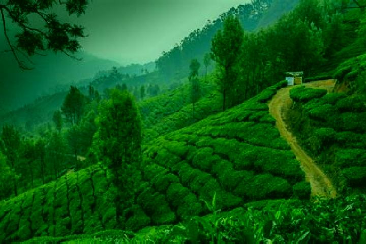 Willow, 36 — Escort in Munnar, India