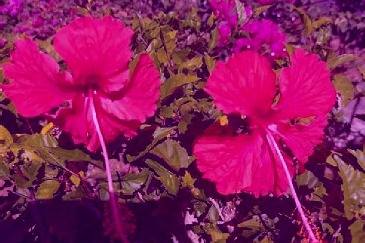 Willow, 37 — Escort in El Flor, Panama