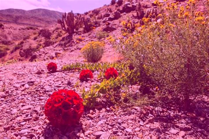 Willow, 38 — Escort in Aquiles Serdan (La Hediondilla), Mexico
