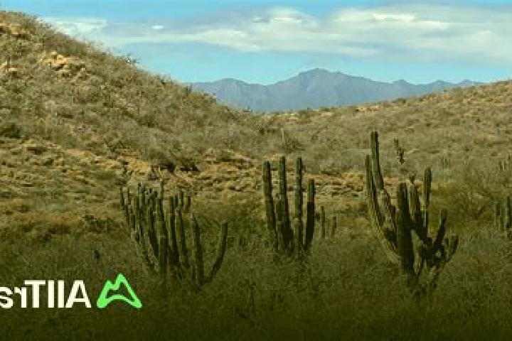Willow, 38 — Escort in Cerro La Calera, Mexico