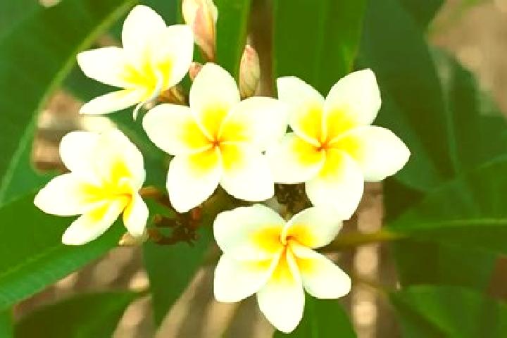 Willow, 39 — Escort in Flor de Mayo, Mexico