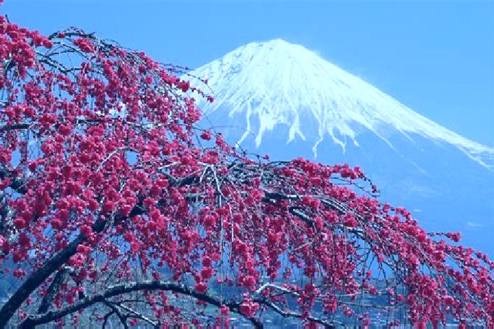 Willow, 39 — Escort in Fujishiro, Japan