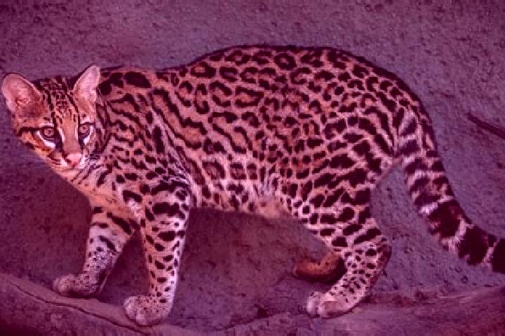 Willow, 39 — Escort in Ocelota, Mexico