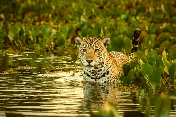 Zoe, 20 — Escort in Pantanal, Brazil