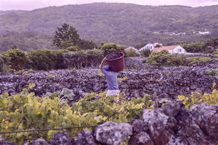 Zoe, 21 — Escort in Biscoitos, Portugal