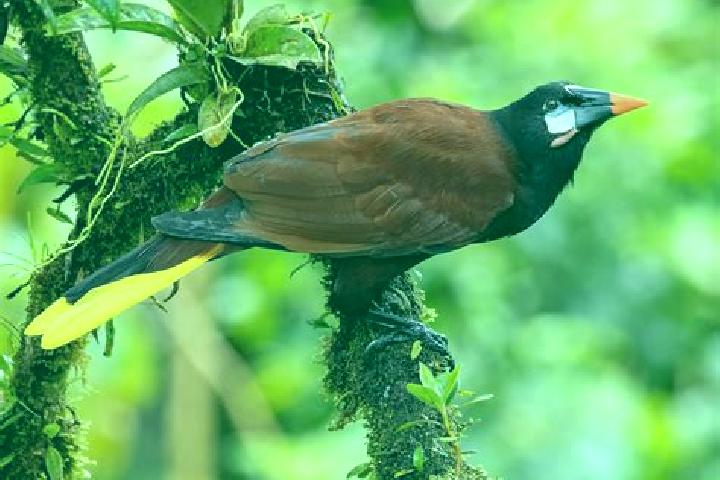 Zoe, 24 — Escort in Oropendolas, Honduras