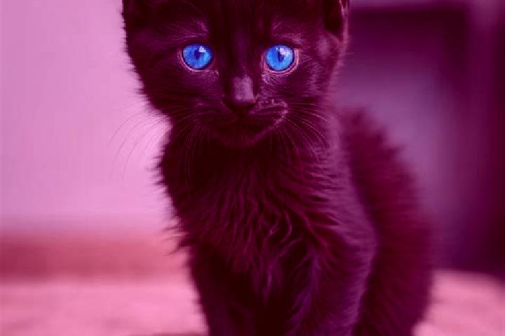 Zoe, 26, a black blue-eyed mediterranean companion based in Sveta Petka. Offering Domination, OWO, Duos. Available for incall and outcall, day and evening da...