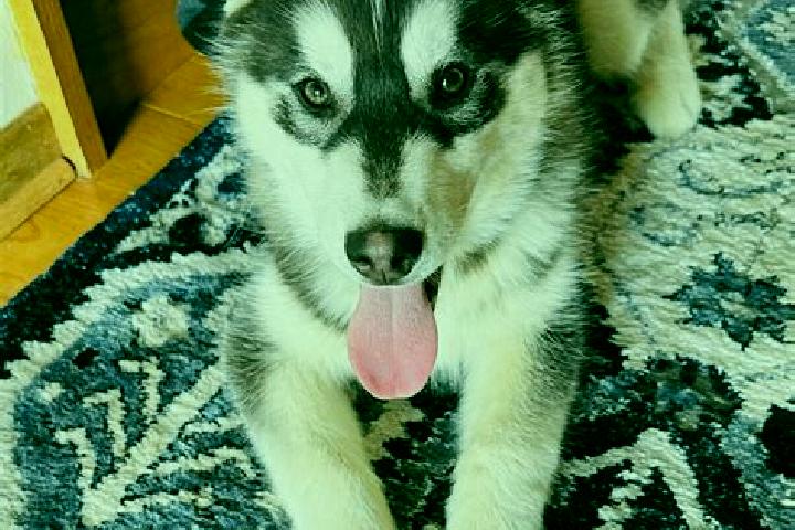Zoe, 32, a black brown-eyed mixed companion based in Wakaw. Offering CIM, Deep French Kissing, Dinner Date. Available for incall and outcall, overnight booki...