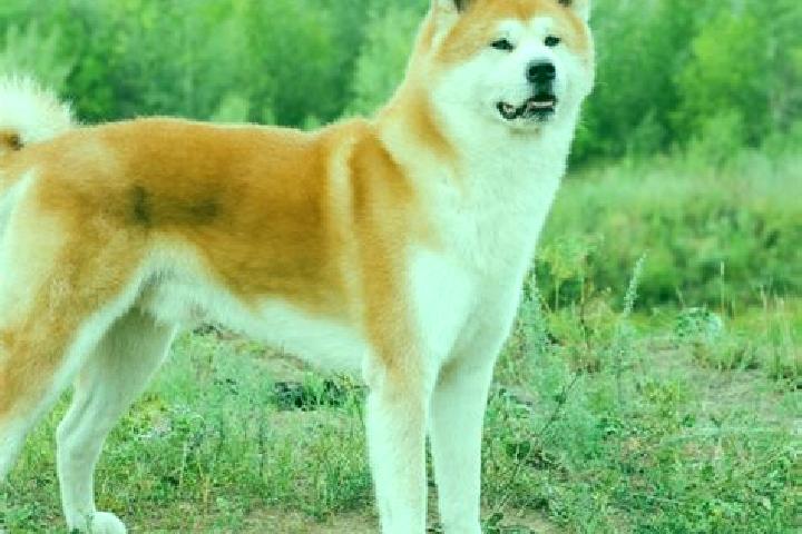 Zoe, 38 — Escort in Kita-Akita, Japan