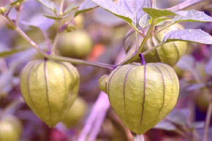 Zoe, 38 — Escort in Tomatillo, Mexico