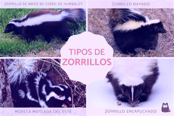 Zoey, 26 — Escort in San Joaquin Zorrillos, Mexico