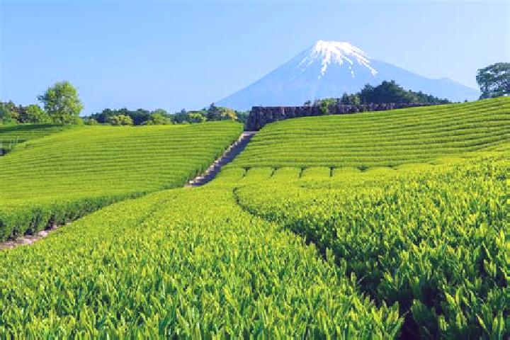 Zoey, 33 — Escort in Shizuoka, Japan