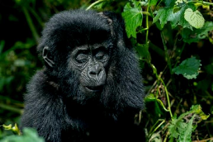 Zoey, 34 — Escort in Kapchorwa, Uganda